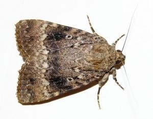 moths