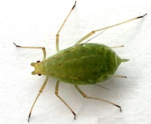 Aphids