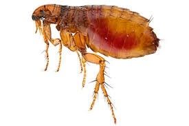 Bedbugs, fleas
