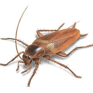 cockroaches