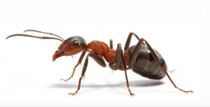 ants