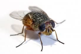 fly