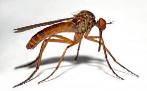 mosquitos