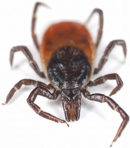  ticks
