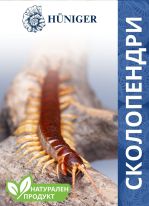 сколопендри