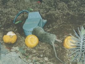 Rat Trap Super Cat